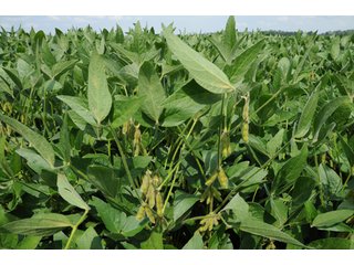 93.945  Acres with 86.64 tillable acres and approx. 7.3 acres roads and waste.  Slighty rolling topography and excellent soils.  Located in an excellent farming community. - Grain Farm